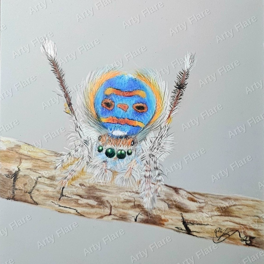 Realistic coloured pencil study of Peacock Spider by Arty Flare