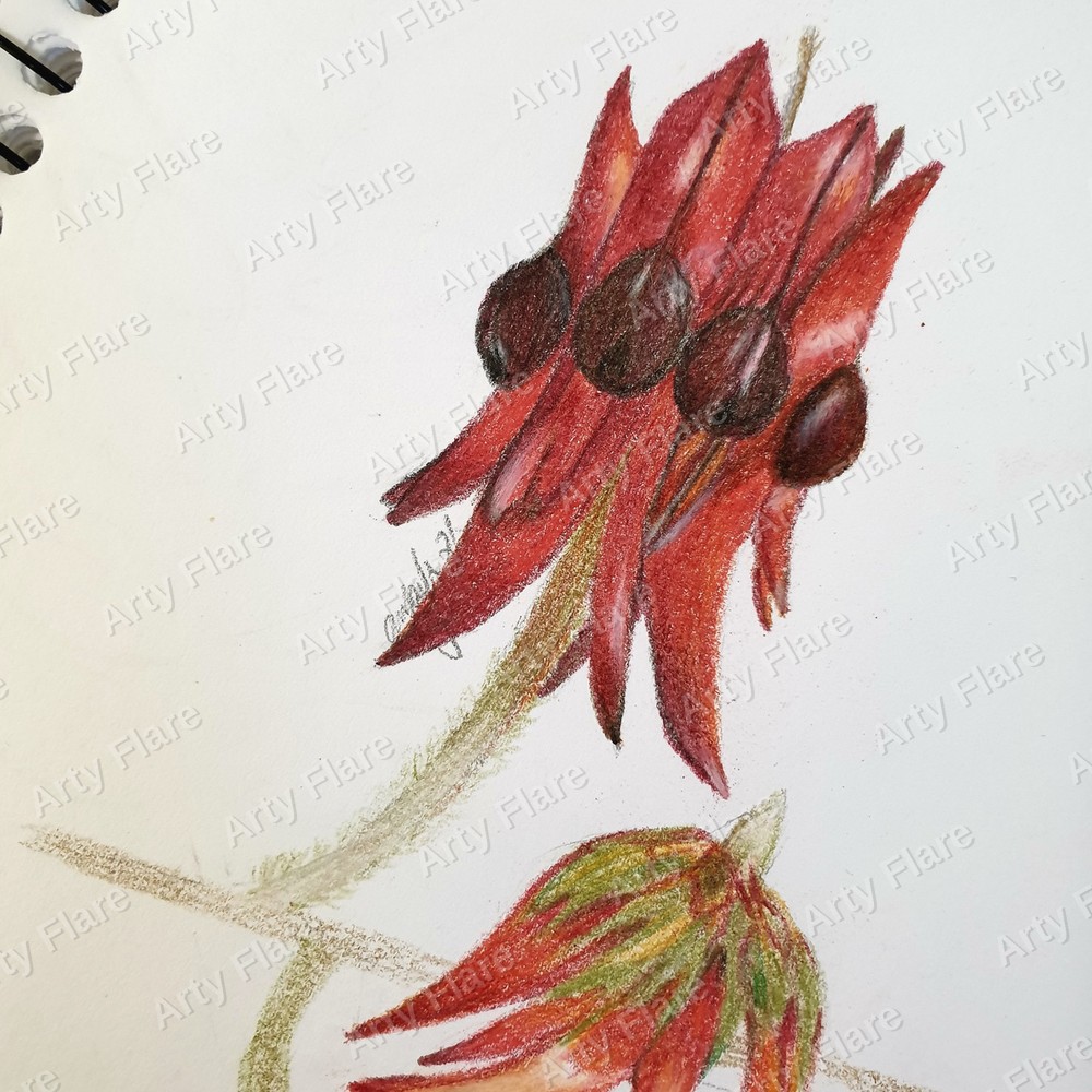 Realistic coloured pencil study of Sturt's Desert Pea by Arty Flare