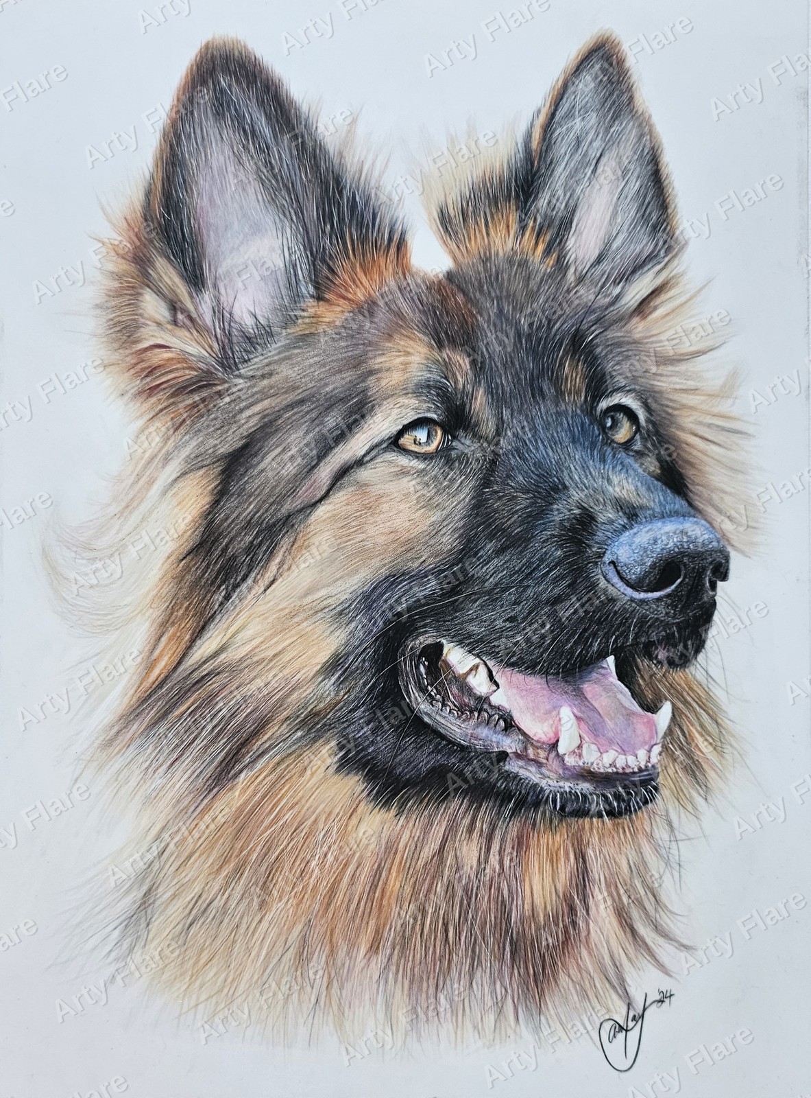 Realistic coloured pencil pet portrait of Alsatian by Arty Flare