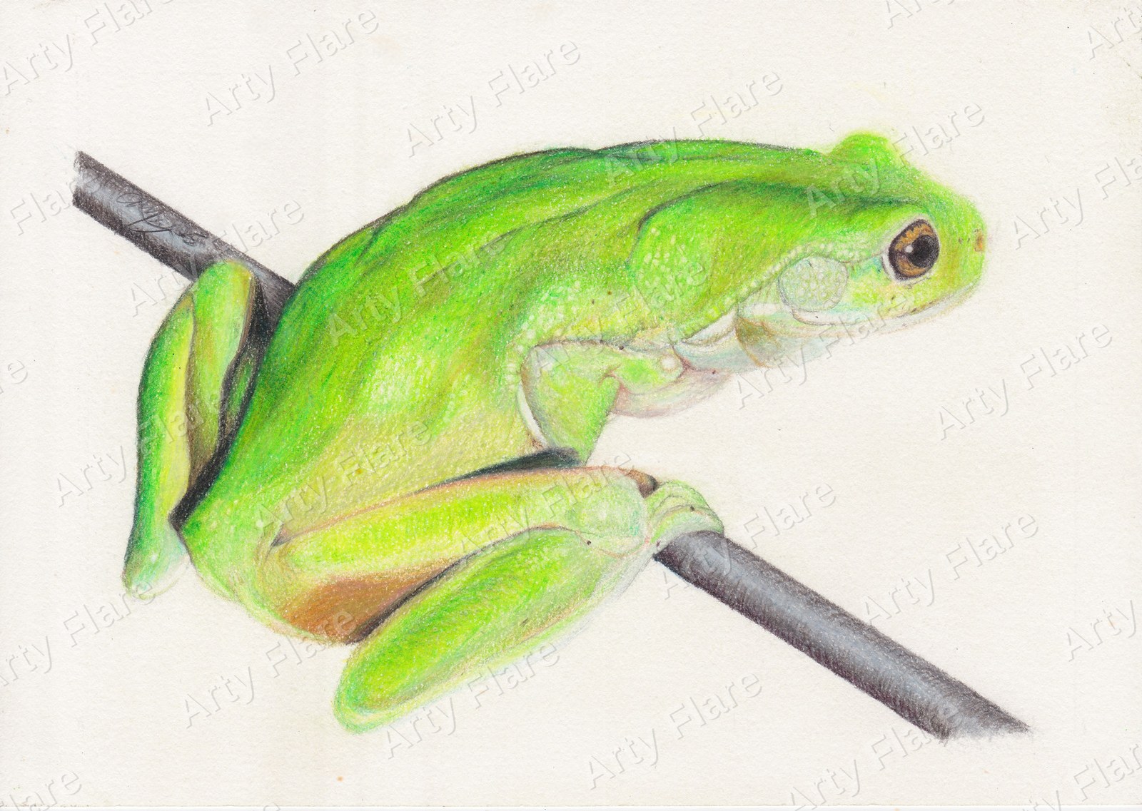 Coloured pencil drawing of a vivid green tree frog resting on a branch
